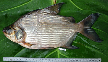 Record photograph for Citharinus macrolepis